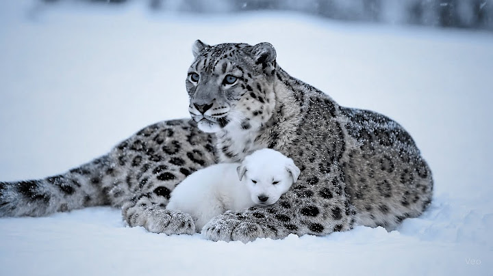 A Snow Leopard Lost Her Own Cub… Then Did the Unthinkable for These Orphaned Puppy