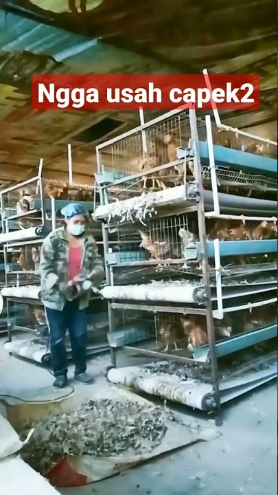 Ternak ayam petelur, dikandang modern
