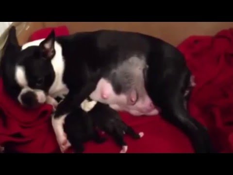 breeding boston terriers whelping