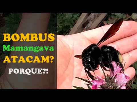 Abelha Mangava Morro Agudo SP Brasil, Também conhecida como…