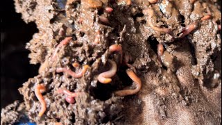 Composting with Craig Ep 300: My Worms Need to Learn to Swim