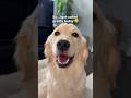 Puppy’s reaction to a compliment 😂 #dogshorts #puppies #goldenretriever #puppyvideos #doglife