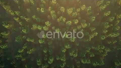 Flight Over the Misty Forest | Motion Graphics - Envato elements