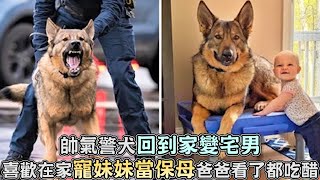 帥氣警犬回到家變宅男,喜歡在家寵愛妹妹當保母,爸爸看了都吃醋