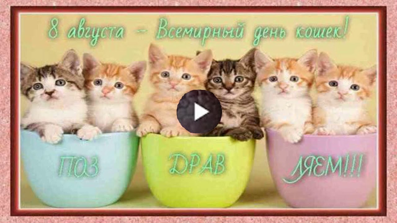 Всемирный день кошек 2023. День кошек. День кошек открытки. День кошек поздравления открытки. Всемирный день кошек 8 августа.