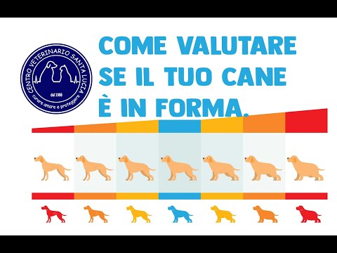 Video: Come capire se il tuo cane è sovrappeso