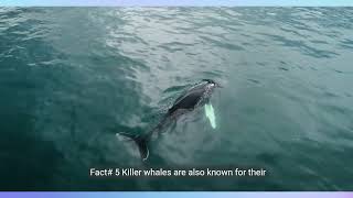 Amazing Orca Killer Whale Facts | Discover the Ocean's Apex Predator 🐋