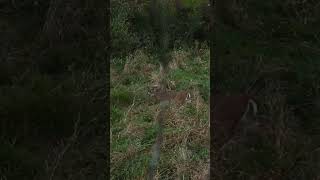 #bowhunting #hunting #archeryhunting #deer #deerhunting #wildlife #huntingseason #outdoors