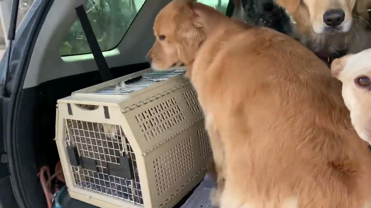 Bonus Content - loading the car
