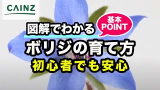 ボリジ(別名:ルリジサ)の育て方 カインズ花図鑑