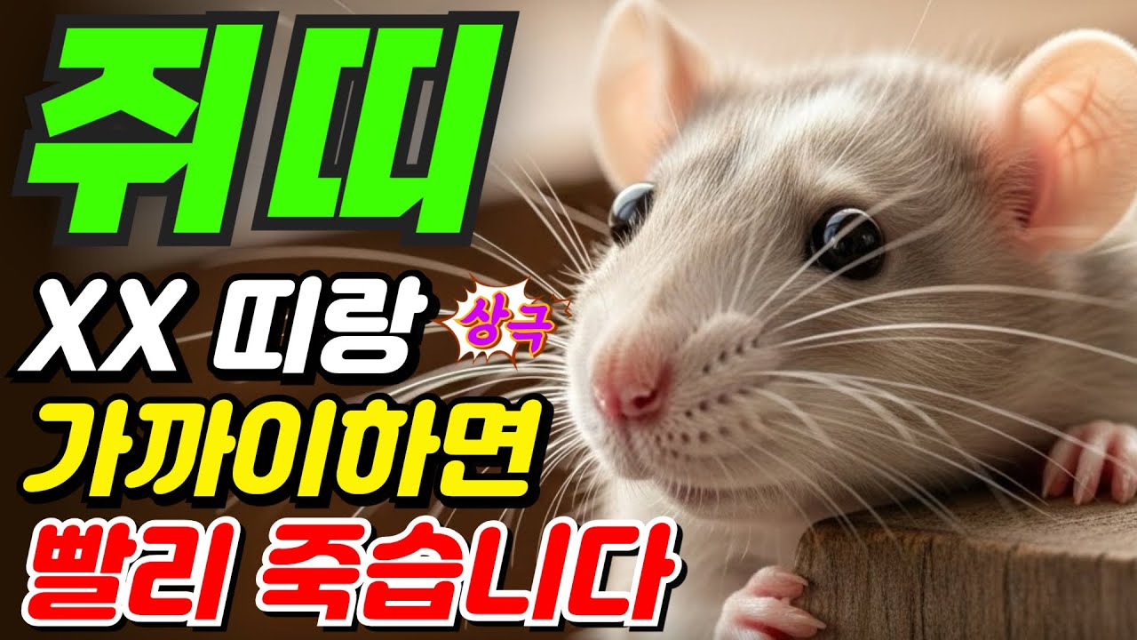 [쥐띠와 상극인 최악의 띠] 이 띠와는 왜 안 될까? | 쥐띠와 최악의 조합 3가지 | 쥐띠운세 48년생쥐띠 60년생쥐띠 72년생쥐띠 84년생쥐띠