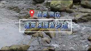 苗栗南庄蓬萊溪護魚步道水中螢火蟲苦花魚遠眺油桐花 