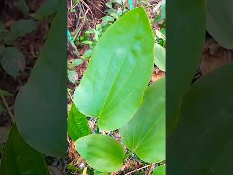 Aquatic plants | Echinodorus cordifolius | Spade leaf sword | Creeping burhead