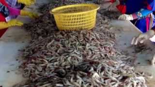 Prawn Farming in Thailand