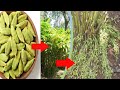 How to grow elaichi plants from seeds  elaichi ka podha kaise lagaye     