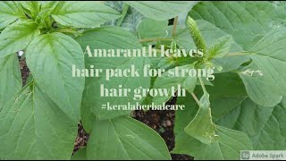 Miracle hairpack for fast strong & vibrant growth using Amaranth leaves  #keralaherbalcare #hairpack - YouTube