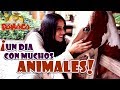 UN DÍA CON MUCHOS ANIMALES EN PANACA!