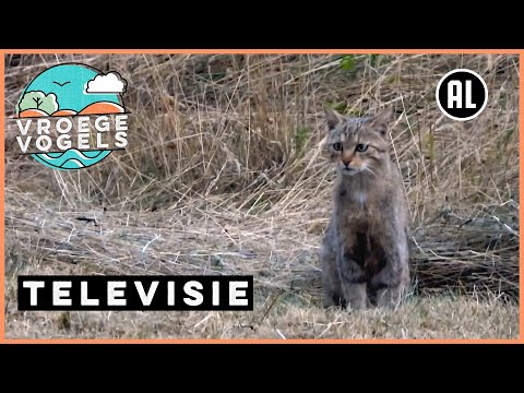 Video: Inzicht In Programma's Voor Wilde Katten En Stedelijke Verhuizingen