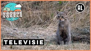 Wilde kat zit in Nederland | TV | Vroege Vogels