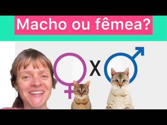 Como saber o sexo de um gato? Até mesmo observar a cor do pelo