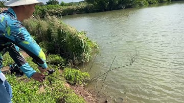 Câu Cá Chẽm Huyện Tân phú đông , Tiền Giang !