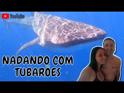 Vídeo: Um guia para nadar com tubarões-baleia no México
