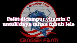 Pelet Dicampur Vitamin C Untuk Meningkatkan Daya Tahan Tubuh Lele