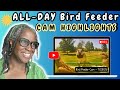 Stress Less: Mindfulness Bird Feeder Footage