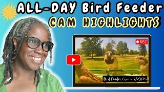 Stress Less: Mindfulness Bird Feeder Footage