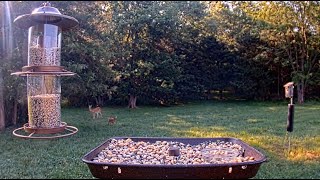 Baby deer steals the show - Live bird feeder cam Gettysburg