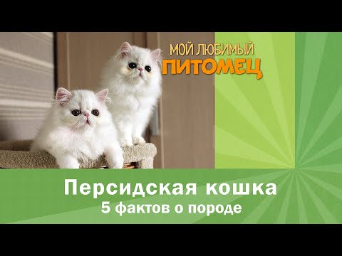 Вопрос: Как ухаживать за персидской кошкой?