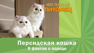 Персидские кошки: 5 ФАКТОВ О ПОРОДЕ