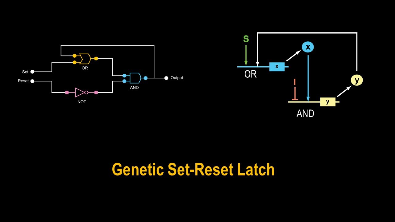 A Genetic Set Reset Latch - YouTube