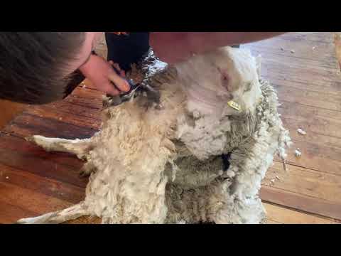Video: Pengalaman Pembelajaran: Shearing Sheep Di Pedalaman Australia - Matador Network