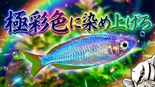 8 Vividly Colorful Fish] No more dullness! Tropical fish that will