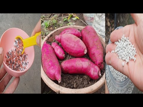 Fertilizer for sweet potatoes : Organic and non-organic method