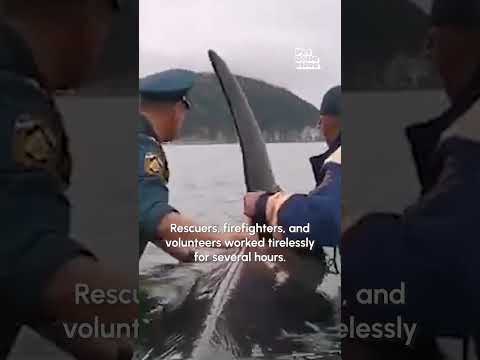 Beached Baby Whale