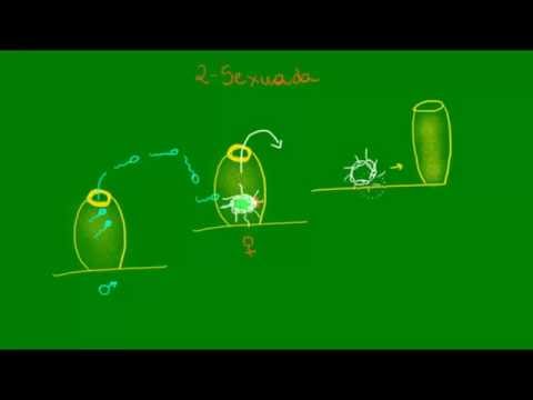 Vídeo: Como os porifera se reproduzem assexuadamente?