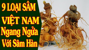 9 loại Sâm Việt Nam giá trị cực lớn chẳng thua kém sâm Hàn Quốc