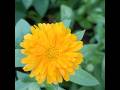 Amazing Yellow Calendula officinalis Flower in Garden 🌼 | Nature Beauty | Nature’s Aura
