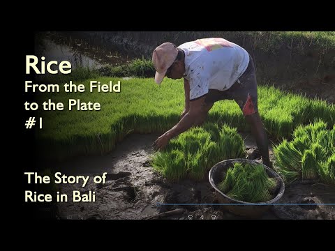 Where Are The Famous Rice Fields In Bali
