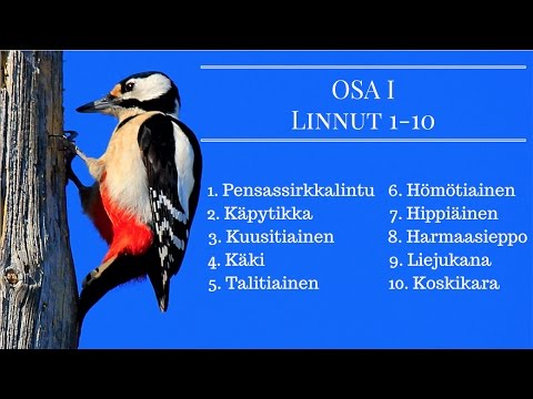 Video: Pitäisikö lintujen laulaa yöllä?