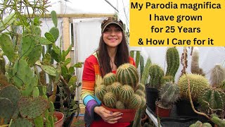 My Parodia magnifica Cactus I have grown for 25 years & How I Care for it #cactus #cacti