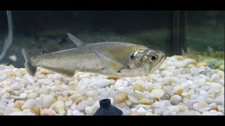 Pet Vampire Fish!