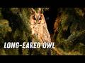 The Mysterious Long Eared Owl Hear Its Haunting Calls Sounds The Mysterious Long Eared Owl Hear Its Haunting Calls Sounds