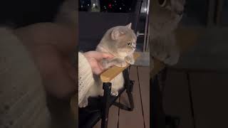 Angry cat side eye Angry cat side eye