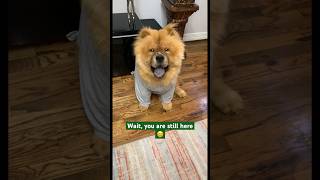 Is it a yes? #chowchow #chowchowlovers #dog #puppy #doglover #youtubeshorts #viral #dogshorts #happy