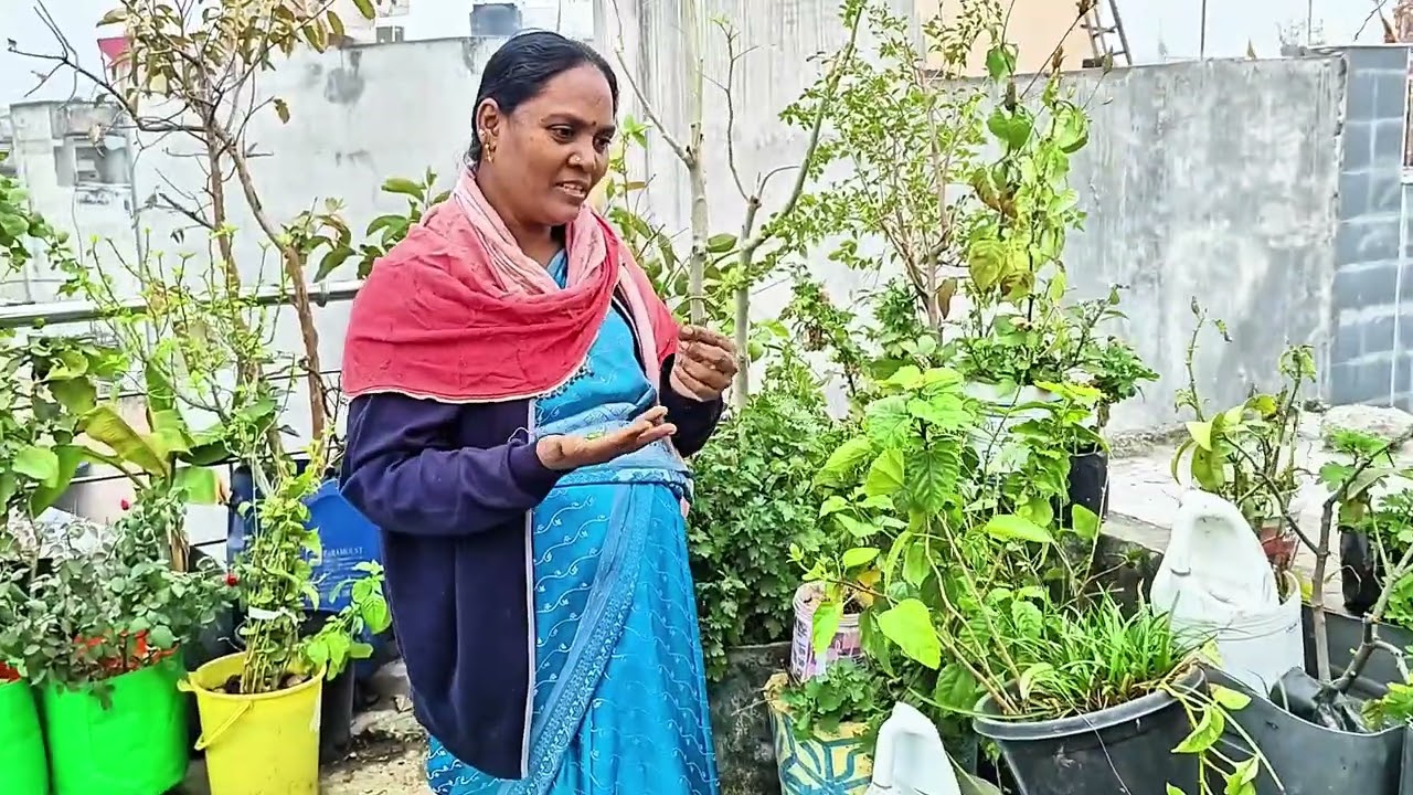 மக்காச்சோளம்#south #garden #organic #food #minivlog #delhi #shorts #youtubeshorts 