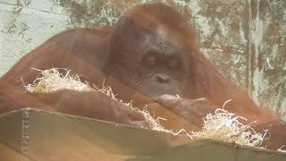 Twycross Zoo  Orangutan