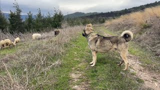 YABANCI SÜRÜ KÖPEKLERİ KANGAL HAYDUTA MEYDAN OKUYAMADI